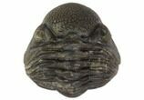 Wide Enrolled Pedinopariops Trilobite #125100-1